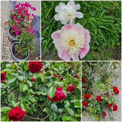 Ein Garten an der Unterkunft Ferienwohnung zu den Blauen Schafen
