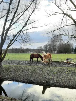 Tiere im Ferienhaus oder in der Nähe