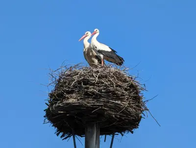 Tiere in der Ferienwohnung oder in der Nähe
