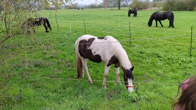 Tiere in der Ferienwohnung oder in der Nähe