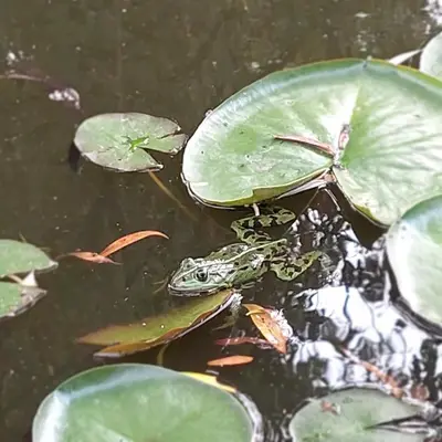 Grundriss der Unterkunft Spreewälder Sorbenstübchen