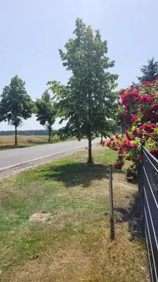 Ein Garten an der Unterkunft Traudis Ferienwohnung