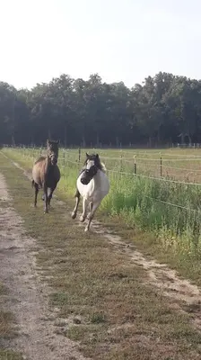 Tiere in der Ferienwohnung oder in der Nähe