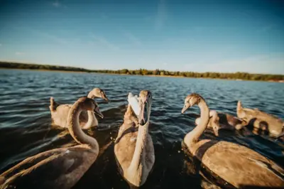 Tiere auf dem Boot oder in der Nähe