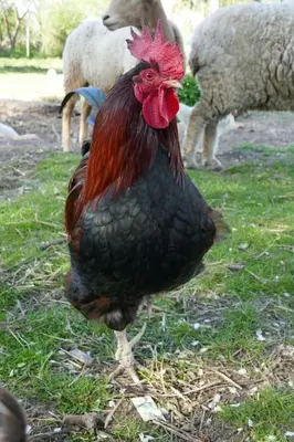 Tiere in der Ferienwohnung oder in der Nähe
