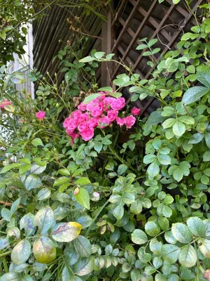 Ein Garten an der Unterkunft CASALINO DI ANNA 2