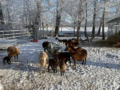 Tiere in der Ferienwohnung oder in der Nähe