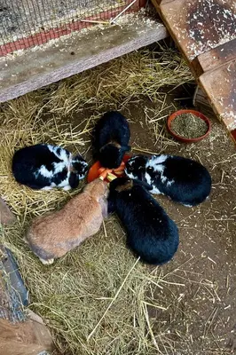 Tiere in der Ferienwohnung oder in der Nähe