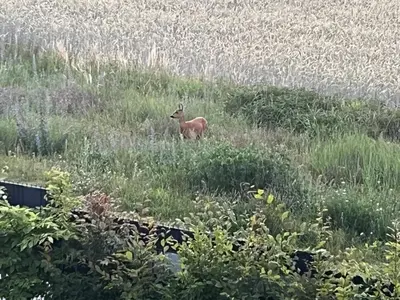 Tiere in der Ferienwohnung oder in der Nähe