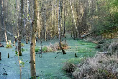 Naturlandschaft in der Nähe der Ferienwohnung