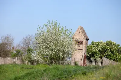 Ein Garten an der Unterkunft Ferienwohnung Bergschäferei