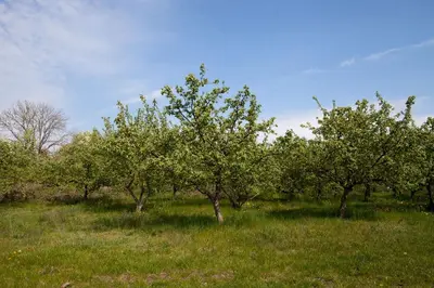 Naturlandschaft in der Nähe des Bauernhofs