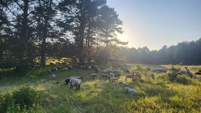 Tiere im Ferienhaus oder in der Nähe