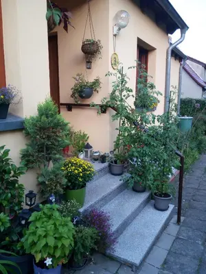 Ein Garten an der Unterkunft Unterkunft Mohr - Gemütlichkeit im Souterrain