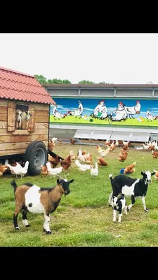 Tiere in der Ferienwohnung oder in der Nähe