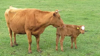 Tiere in der Ferienwohnung oder in der Nähe