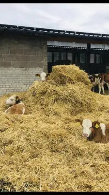 Grundriss der Unterkunft Weidelandfarm am Riebener See