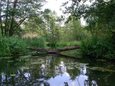 Naturlandschaft in der Nähe der Ferienwohnung