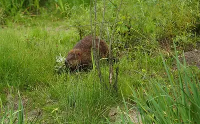 Tiere in der Ferienwohnung oder in der Nähe