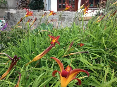 Ein Garten an der Unterkunft 3 Sterne FH Fürstenwalde