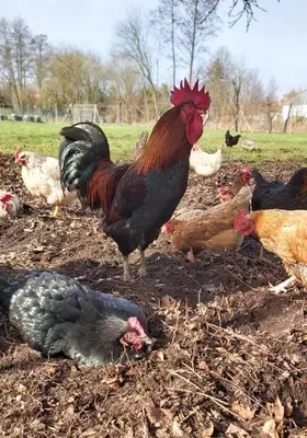 Tiere in der Ferienwohnung oder in der Nähe