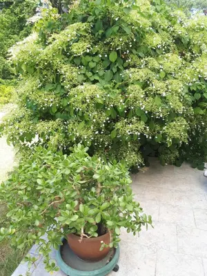 Ein Garten an der Unterkunft Urlaub im Grünen