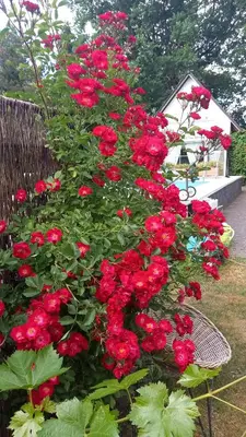 Ein Garten an der Unterkunft Ferienhaus Rose & Lavendel