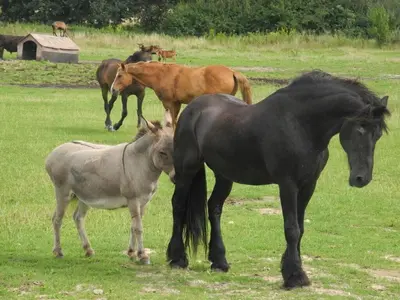 Tiere im Ferienhaus oder in der Nähe