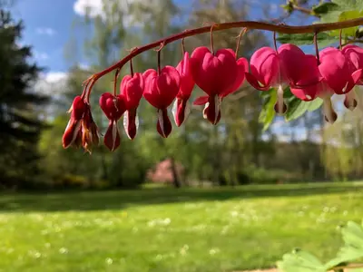 Ein Garten an der Unterkunft Villa Kersdorf