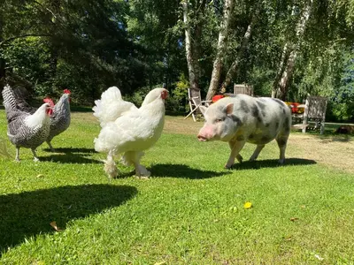Tiere im Ferienhaus oder in der Nähe