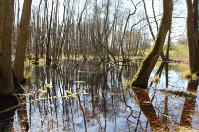 Naturlandschaft in der Nähe der Ferienwohnung