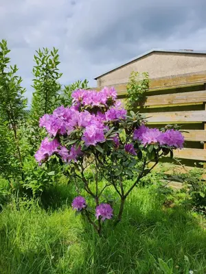 Ein Garten an der Unterkunft Ferienhaus Naturpur Chorin