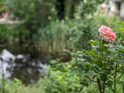 Ein Garten an der Unterkunft Klein aber fein, Ferienhaus am Tonteich