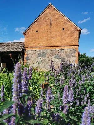 Ein Garten an der Unterkunft Friedenfelder Nest