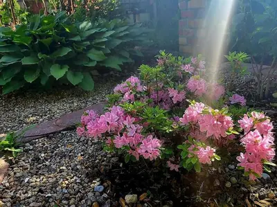 Ein Garten an der Unterkunft Haus am Walde