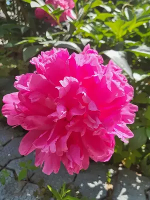 Ein Garten an der Unterkunft Haus am Walde