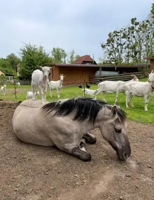 Tiere in der Pension oder in der Nähe