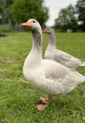 Tiere in der Pension oder in der Nähe