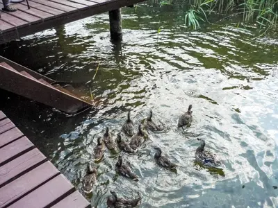 Tiere im Chalet oder in der Nähe