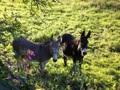 Tiere in der Ferienwohnung oder in der Nähe