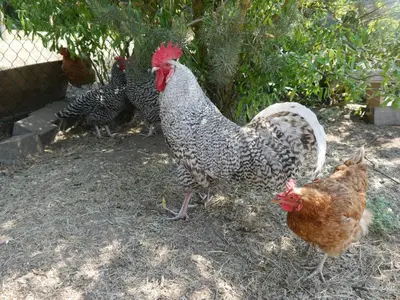Tiere in der Ferienwohnung oder in der Nähe