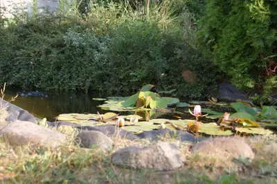Naturlandschaft in der Nähe der Ferienwohnung