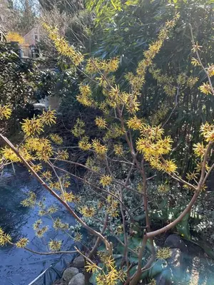 Ein Garten an der Unterkunft Waldtraum Wandlitzsee