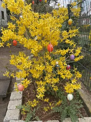 Ein Garten an der Unterkunft Waldtraum Wandlitzsee
