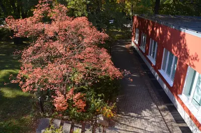 Ein Garten an der Unterkunft Gästehaus Pauline