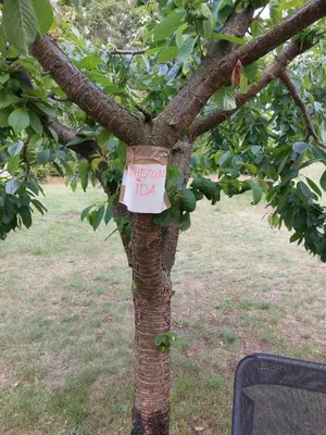 Ein Garten an der Unterkunft Eichberg Ferienhäuser