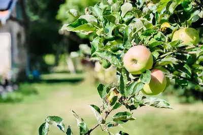 Ein Garten an der Unterkunft Wald- und Seeidyll im historischen Forsthaus