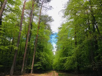 Naturlandschaft in der Nähe der Ferienwohnung