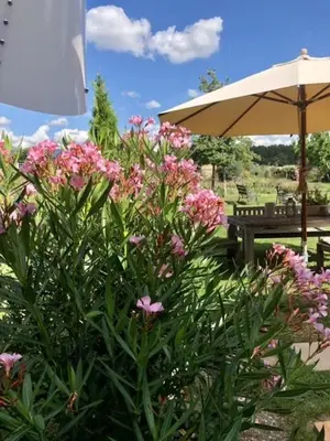Ein Garten an der Unterkunft Scheune Zauchwitz
