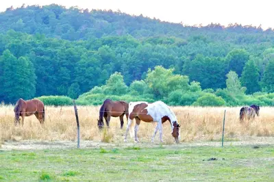 Tiere in der Ferienwohnung oder in der Nähe